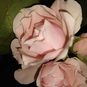 Meet your Posher, Buffy